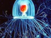 Turritopsis nutricula: medusa Highlander