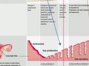 ciclo femminile Infografica