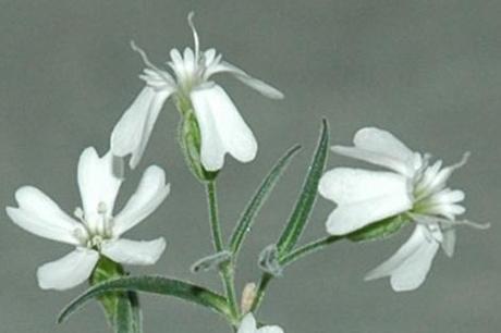 Silene stenophylla, il fiore del ghiaccio, vive dopo 30000 anni