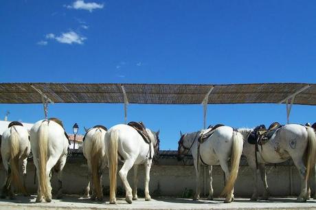 Sognando la... Provenza