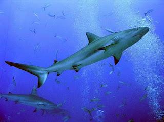 Anche gli squali si fanno degli amici