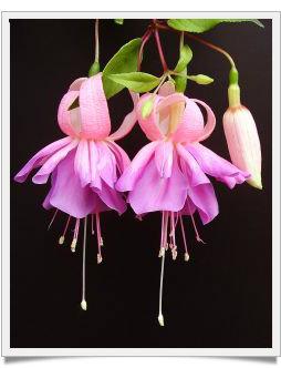 Beautiful Fuchsia