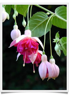 Beautiful Fuchsia