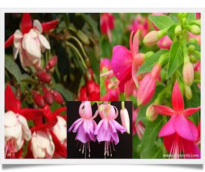 Le Fuchsia, Campanelle in Giardino, Prima Parte