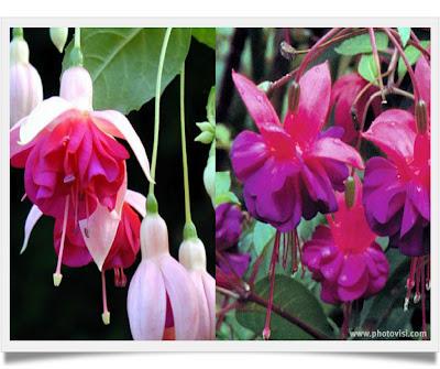 Le Fuchsia, Campanelle in Giardino, Prima Parte