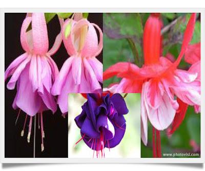 Le Fuchsia, Campanelle in Giardino, Prima Parte