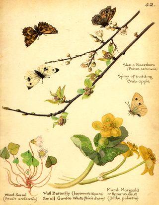 Edith Blackwell Holden: una lady edoardiana in mezzo alla natura