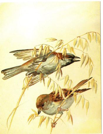 Edith Blackwell Holden: una lady edoardiana in mezzo alla natura