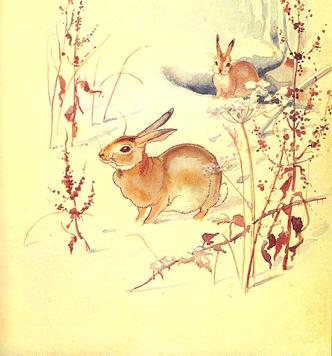 Edith Blackwell Holden: una lady edoardiana in mezzo alla natura