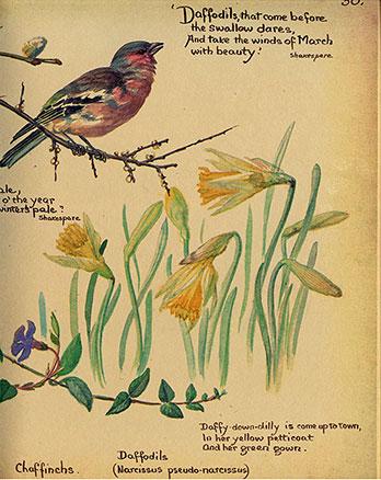 Edith Blackwell Holden: una lady edoardiana in mezzo alla natura