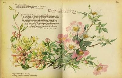 Edith Blackwell Holden: una lady edoardiana in mezzo alla natura