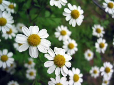 camomilla LINEA BIMBI HELAN – AVVOLTI DALLE COCCOLE