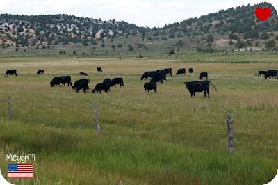 Black Angus ... e la storia di una passione