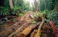 Tasmania, foreste abbattute, moratoria violata