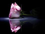 IL RUMORE DEL SILENZIO.Come uomo, come ogni uomo, apro gl... IL RUMORE DEL SILENZIO.Come uomo, come ogni uomo, apro gl...