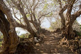 Lettere dal Laos 6: I frangipane di Wat Phu.