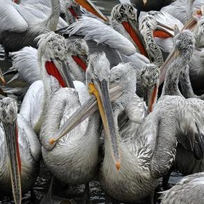 PELLICANI A RISCHIO PER IL GELO