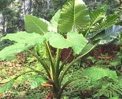 Alocasia