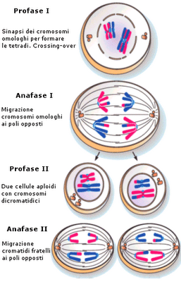 Come si divide una cellula? Mitosi & Meiosi.