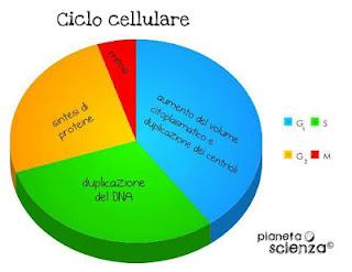 Come si divide una cellula? Mitosi & Meiosi.