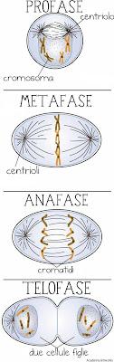 Come si divide una cellula? Mitosi & Meiosi.