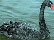 L’etica Cigno nero