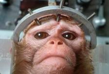 900 scimmie, brianza, Paolo Mocavero,onorevole Michela Vittoria Brambilla,Harlan,Green Hill   