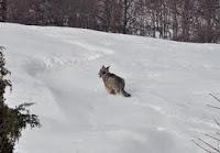 Lupo salvato dalla neve torna in natura