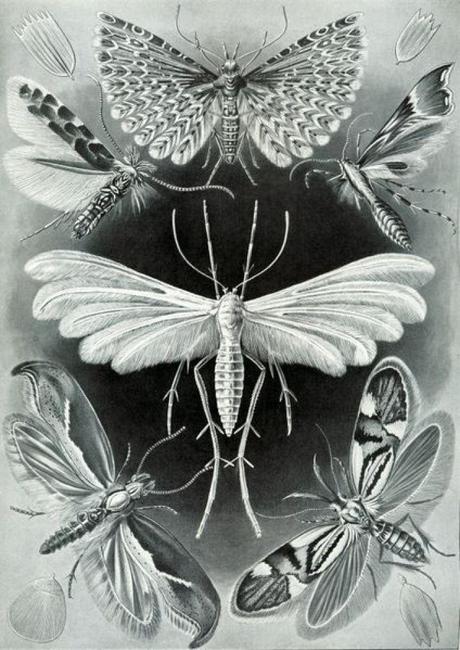 Tra scienza e arte: Ernst Haeckel