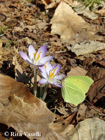 LA PRIMAVERA DELL'ACQUARELLISTA