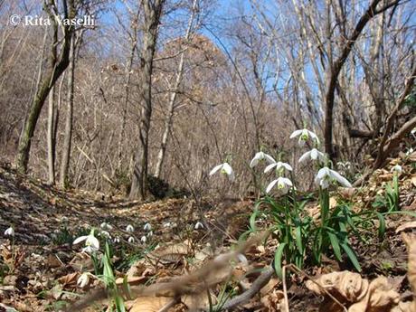 LA PRIMAVERA DELL'ACQUARELLISTA