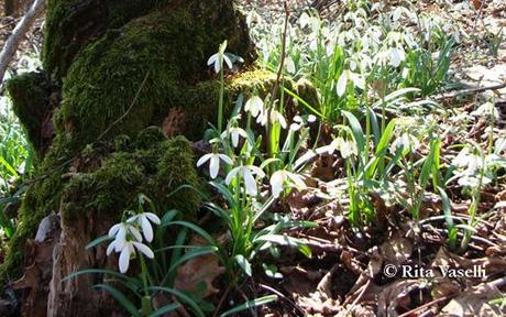 LA PRIMAVERA DELL'ACQUARELLISTA