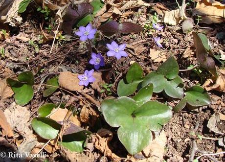 LA PRIMAVERA DELL'ACQUARELLISTA