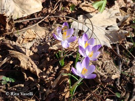 LA PRIMAVERA DELL'ACQUARELLISTA