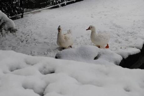 La sacra neve di Roma... Roman Sacred Snow