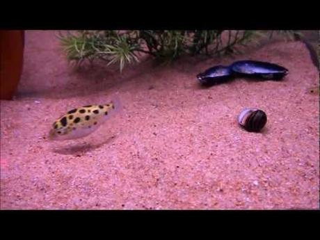 0 Funny Video, un pesce palla insegue senza sosta un laser sottacqua| VIDEO