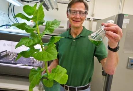 Le piante di tabacco potranno produrre carburante? Tabacco ricerca produzione carburante Pier Notizie News carburante 