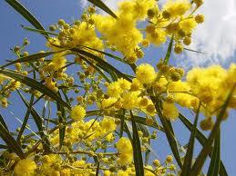 mimose, festa della donna