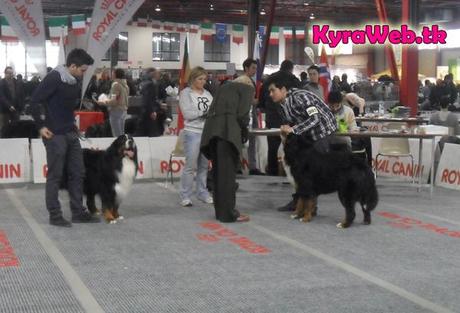 Io c'ero! 42° Esposizione Canina Internazionale Ancona