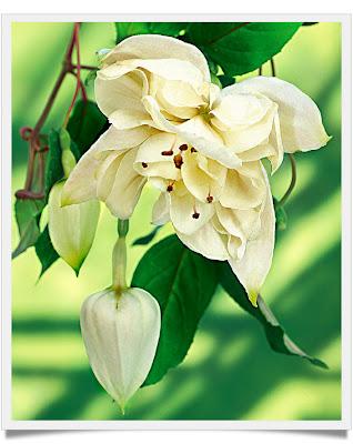 Le Fuchsie, le Specie, Parte seconda