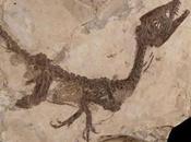 fossile dinosauro Ciro stato sottoposto all’autopsia