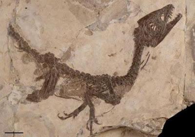 Il fossile del dinosauro Ciro è stato sottoposto all’autopsia