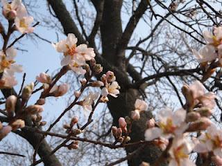 I fiori dopo la neve, sul mandorlo alla Dimora