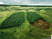 Girare Urgente Alberi Piantare entro Febbraio (DOMANI!!!)