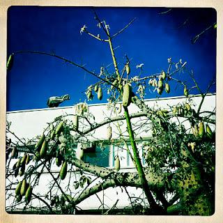 Calçots, rosamarina e l'albero del punk.