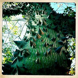 Calçots, rosamarina e l'albero del punk.