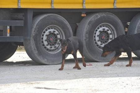 camion e cani Toscana camionista sbranato e ucciso da cani