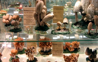 Museo del Fungo e di Scienze Naturali a Boves: funghi rarissimi, spugnole di altezza straordinaria, funghi velenosi, una raccolta appassionata.