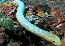 Australia. Nuovo serpente marino velenoso: Hydrophis donaldi