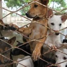 Strage di cani a San Nicola dell’Alto, Crotone